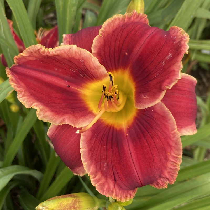 Hearts and Lace Daylily from Oakes Daylilies