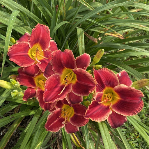 Hearts and Lace Daylily from Oakes Daylilies