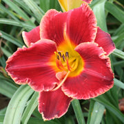 Hearts and Lace Daylily from Oakes Daylilies