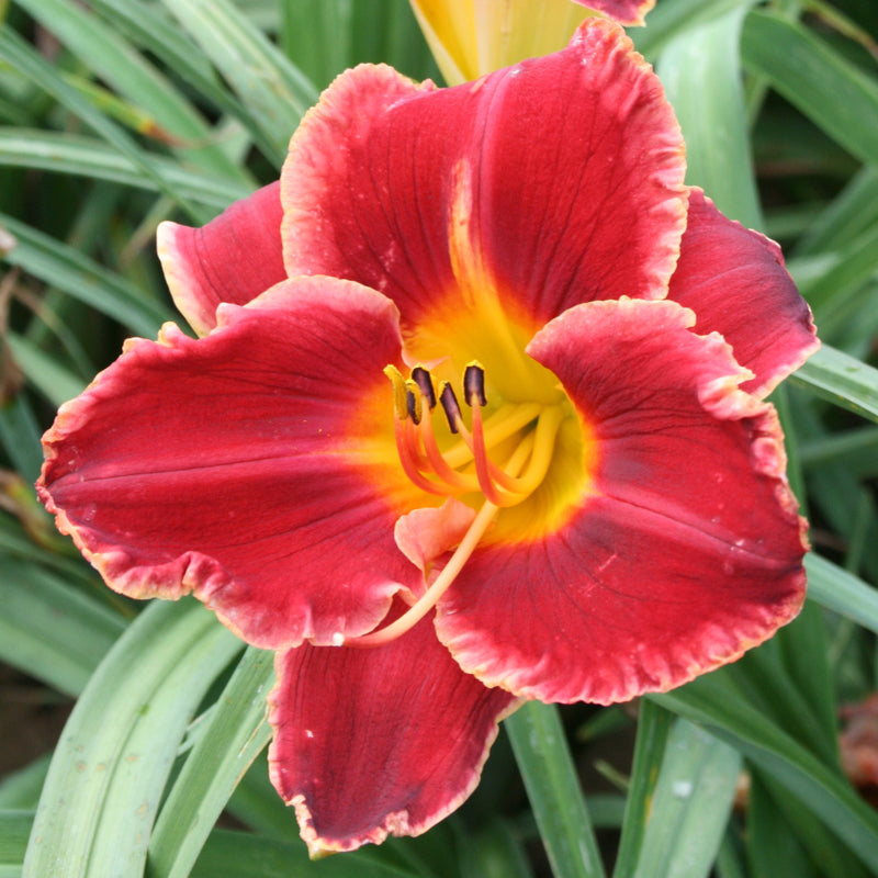 Hearts and Lace Daylily from Oakes Daylilies