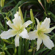 Heavenly Angel Ice Daylily from Oakes Daylilies