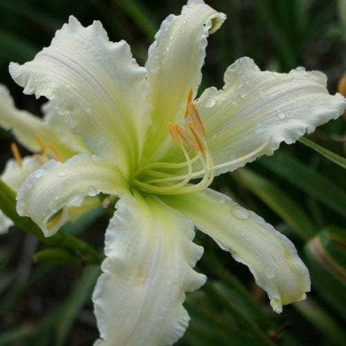 Heavenly Angel Ice Daylily from Oakes Daylilies