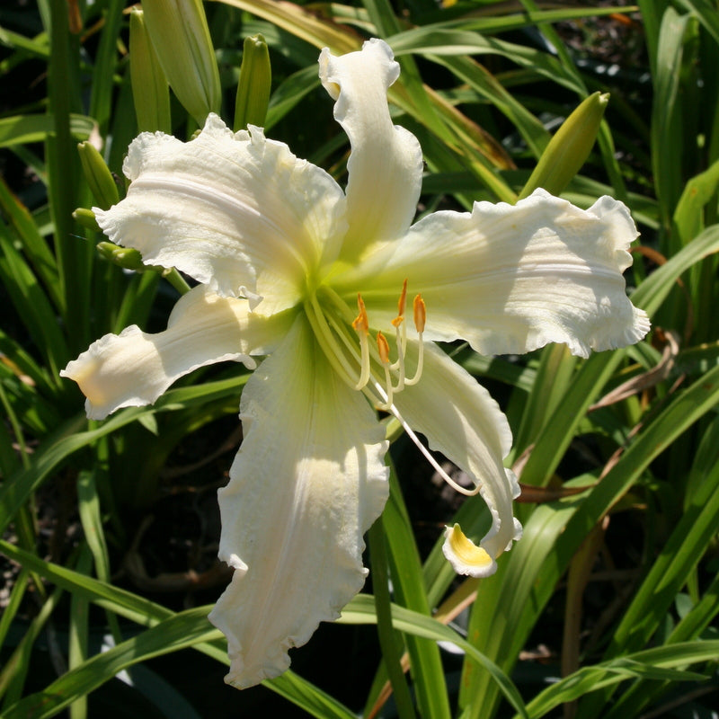 Heavenly Angel Ice Daylily | Huge Blooms | Oakes Daylilies