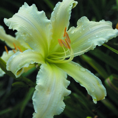 Heavenly Angel Ice Daylily from Oakes Daylilies