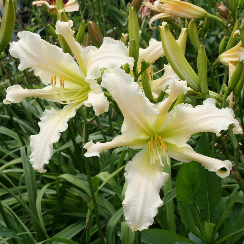 Heavenly Angel Ice Daylily | Huge Blooms | Oakes Daylilies