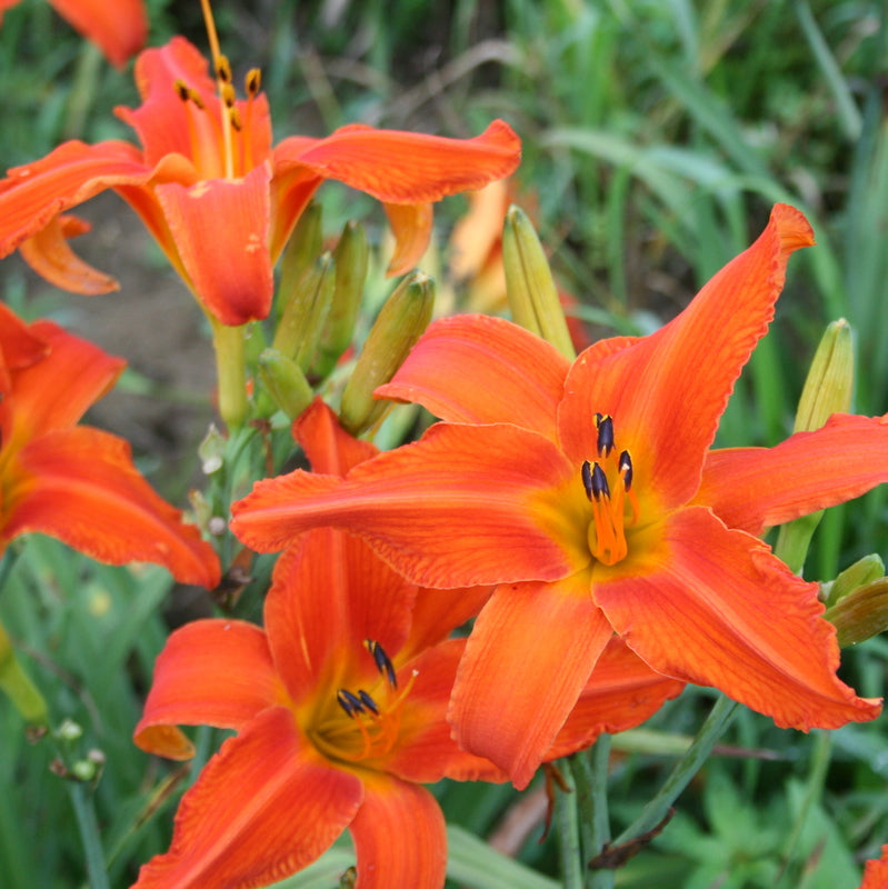 Heavenly Dragon Fire Daylily from Oakes Daylilies