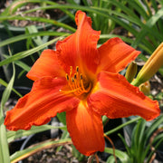 Heavenly Dragon Fire Daylily from Oakes Daylilies
