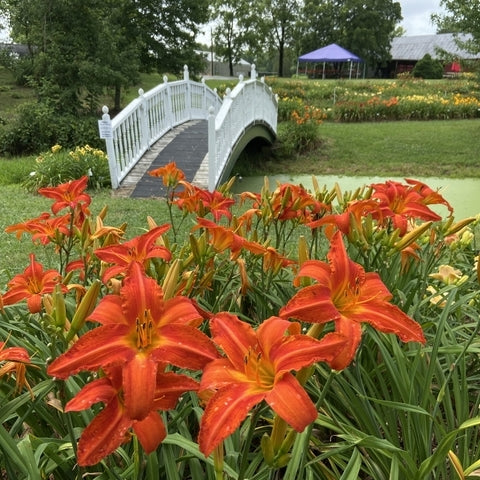 Heavenly Dragon Fire Daylily from Oakes Daylilies