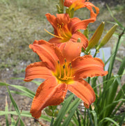 Heavenly Dragon Fire Daylily from Oakes Daylilies