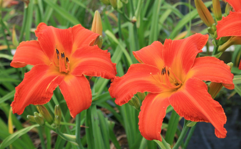 Heavenly Dragon Fire Daylily from Oakes Daylilies
