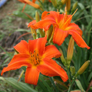 Heavenly Dragon Fire Daylily from Oakes Daylilies