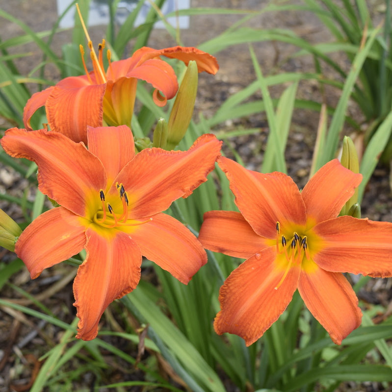 Heavenly Dragon Fire Daylily from Oakes Daylilies