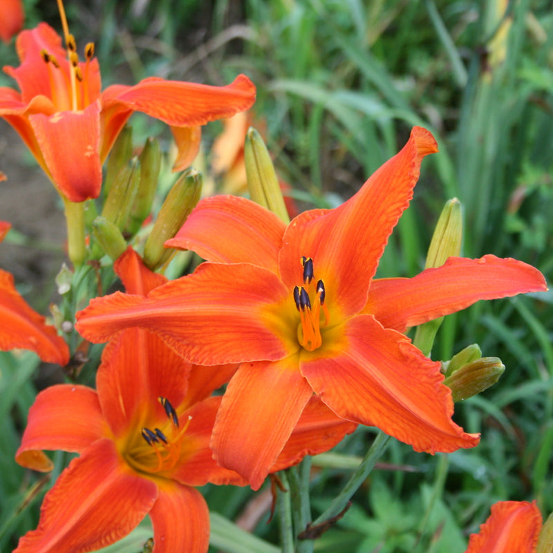 Heavenly Dragon Fire Daylily from Oakes Daylilies