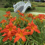Heavenly Dragon Fire Daylily from Oakes Daylilies