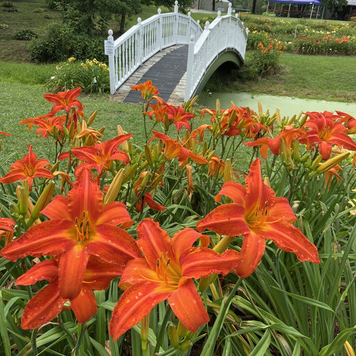 Heavenly Dragon Fire Daylily from Oakes Daylilies