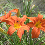 Heavenly Dragon Fire Daylily from Oakes Daylilies