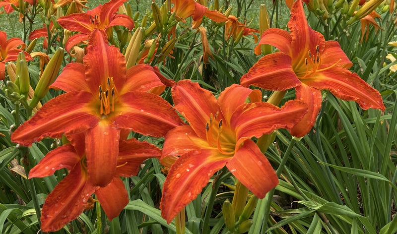 Heavenly Dragon Fire Daylily from Oakes Daylilies