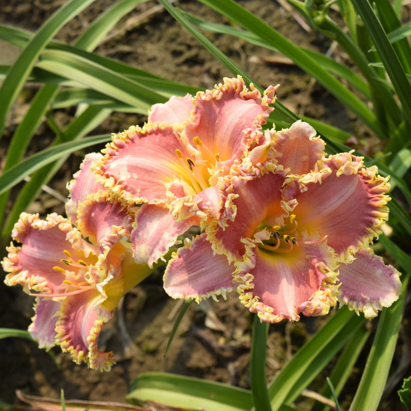 Heavenly Pink Fang Daylily from Oakes Daylilies
