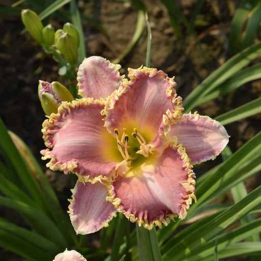 Heavenly Pink Fang Daylily from Oakes Daylilies