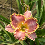 Heavenly Pink Fang Daylily from Oakes Daylilies