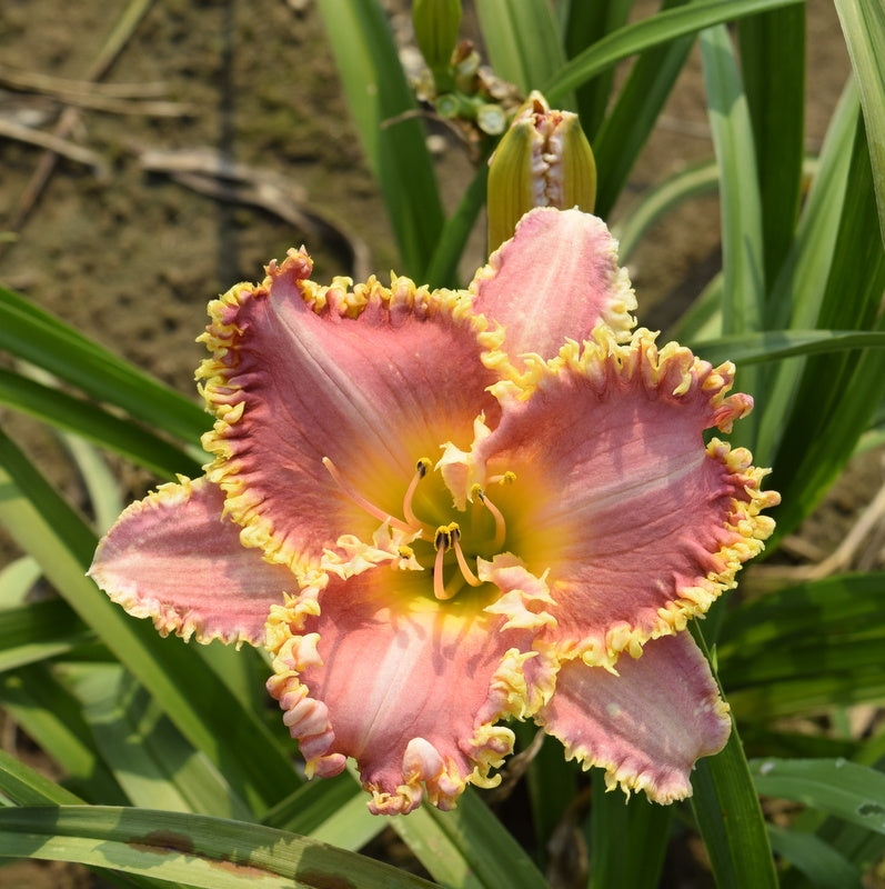 Heavenly Pink Fang Daylily from Oakes Daylilies