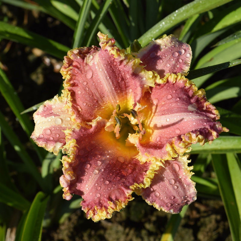 Heavenly Pink Fang Daylily from Oakes Daylilies