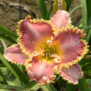 Heavenly Pink Fang from Oakes Daylilies