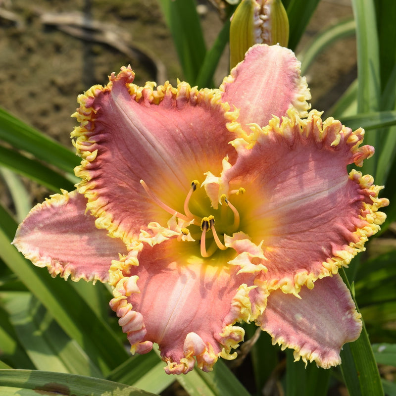 Heavenly Pink Fang from Oakes Daylilies