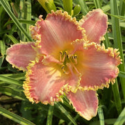 Heavenly Pink Fang from Oakes Daylilies