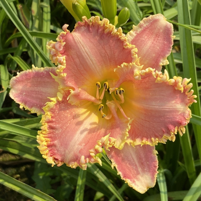 Heavenly Pink Fang from Oakes Daylilies