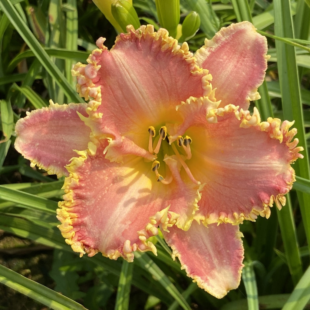 Heavenly Pink Fang Daylily | Gold Toothed Edge | Oakes Daylilies