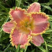 Heavenly Pink Fang from Oakes Daylilies