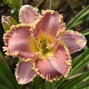 Heavenly Pink Fang from Oakes Daylilies