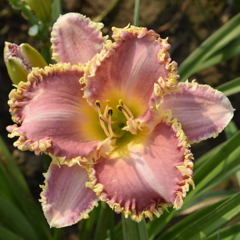 Heavenly Pink Fang from Oakes Daylilies