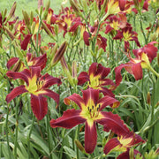 Heavenly United We Stand Daylily from Oakes Daylilies