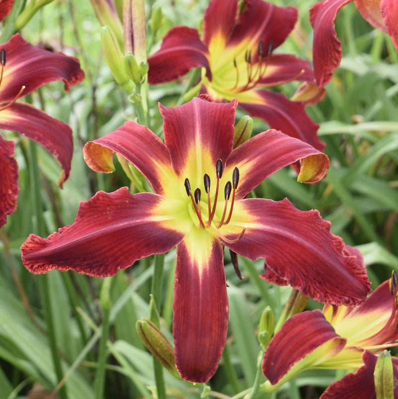 Heavenly United We Stand Daylily from Oakes Daylilies