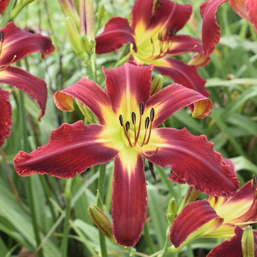 Heavenly United We Stand Daylily from Oakes Daylilies