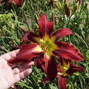 Heavenly United We Stand Daylily from Oakes Daylilies