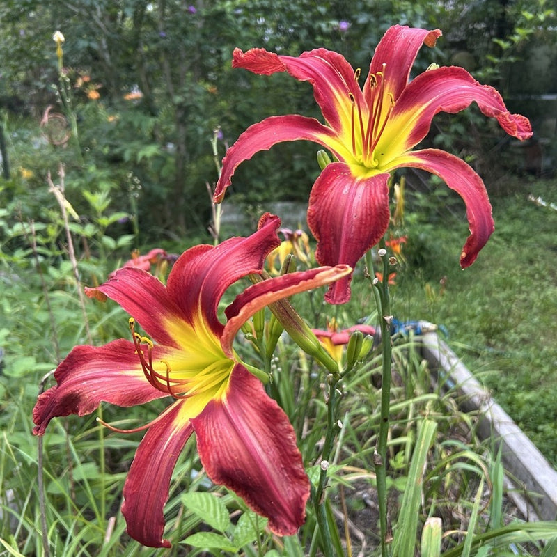 Heavenly United We Stand Daylily from Oakes Daylilies