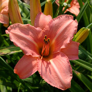 Heron Daylily from Oakes Daylilies