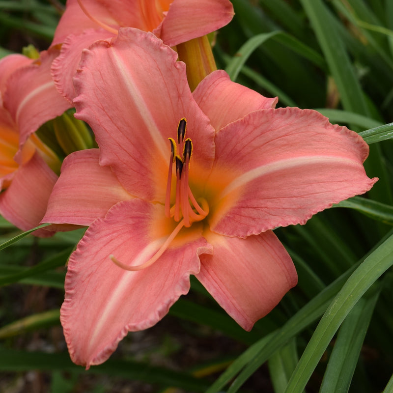 Heron Daylily from Oakes Daylilies