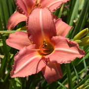 Heron Daylily from Oakes Daylilies