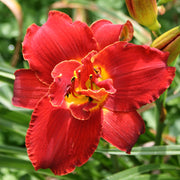 Highland Lord Daylily from Oakes Daylilies