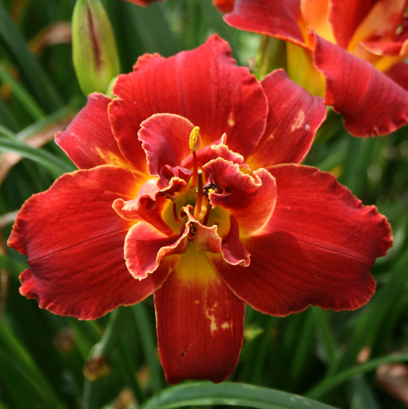 Highland Lord Daylily from Oakes Daylilies