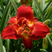 Highland Lord Daylily from Oakes Daylilies