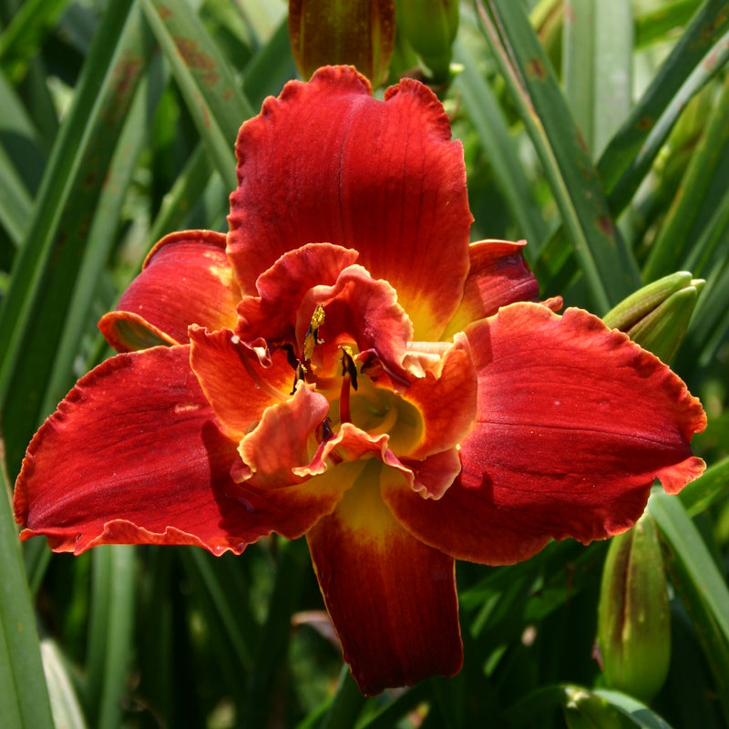 Highland Lord Daylily from Oakes Daylilies
