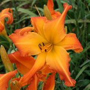 Highland Pinched Fingers Daylily from Oakes Daylilies