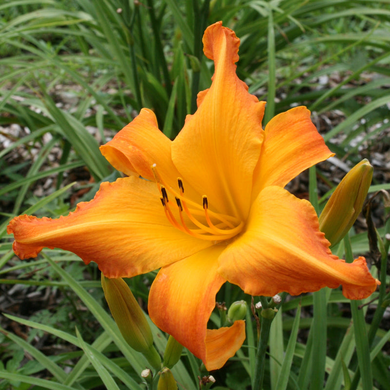 Highland Pinched Fingers Daylily from Oakes Daylilies