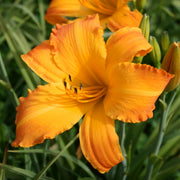 Highland Pinched Fingers Daylily from Oakes Daylilies