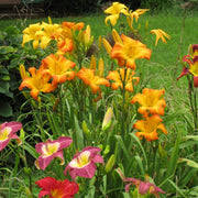 Highland Pinched Fingers Daylily from Oakes Daylilies